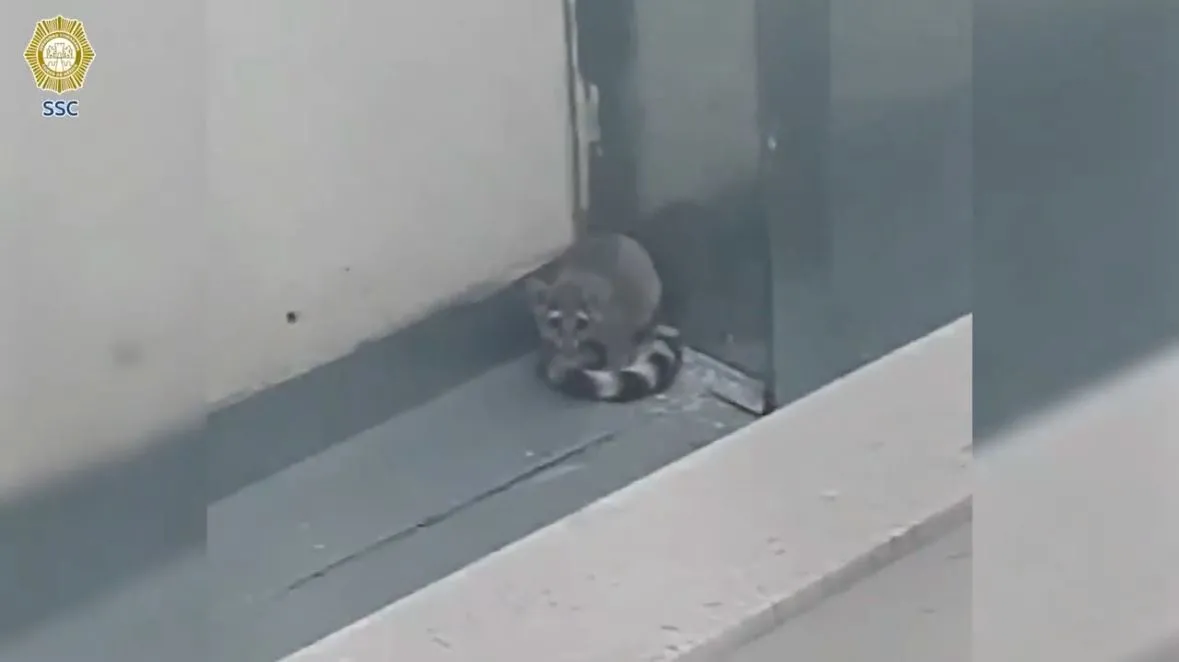 Brigada animal rescata un cacomixtle en una vivienda en Coyoacán (Video)