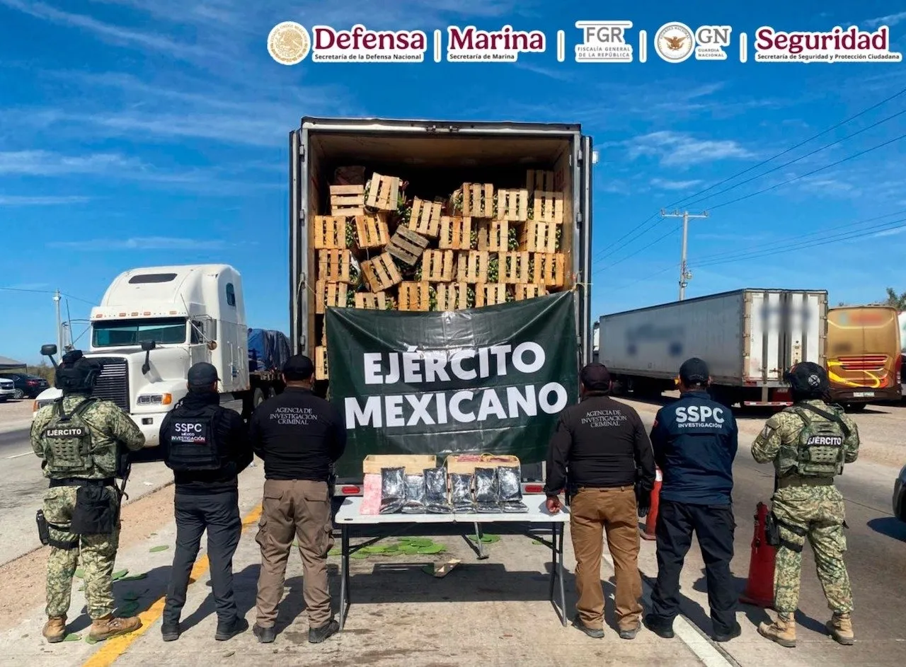 ¿Nopales mexicanos para exportar a EU? No, pastillas de fentanilo (Video)