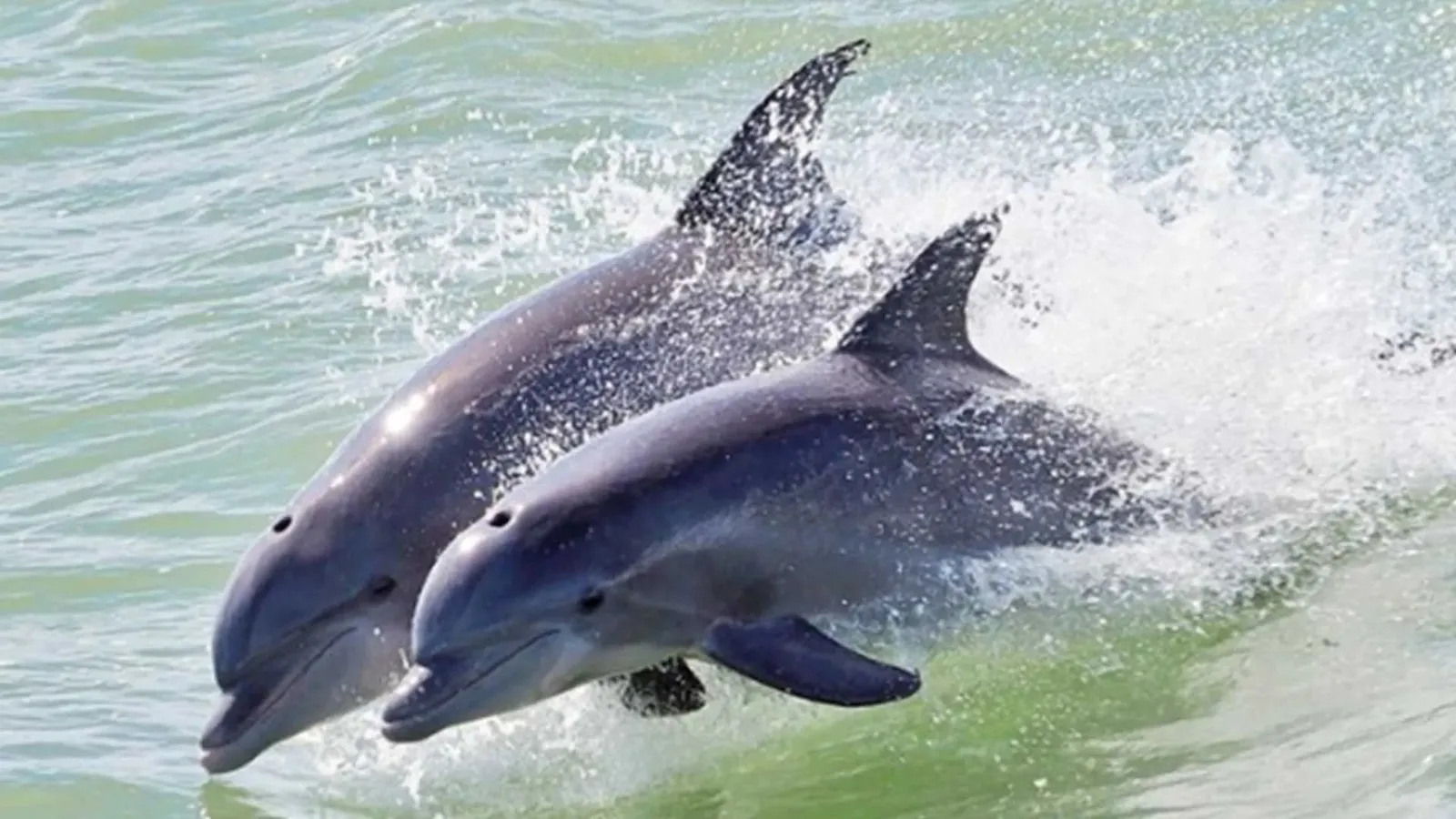 Denuncian muerte de delfines en hotel de la Riviera Maya por presunto maltrato