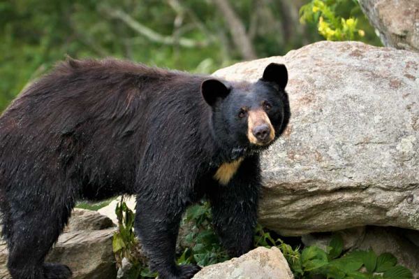 Captan oso negro en casas de Nuevo León 