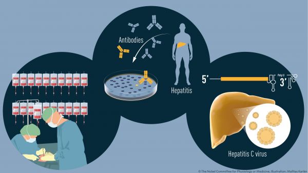 Nobel de medicina 2020 a descubridores del virus de la Hepatitis C