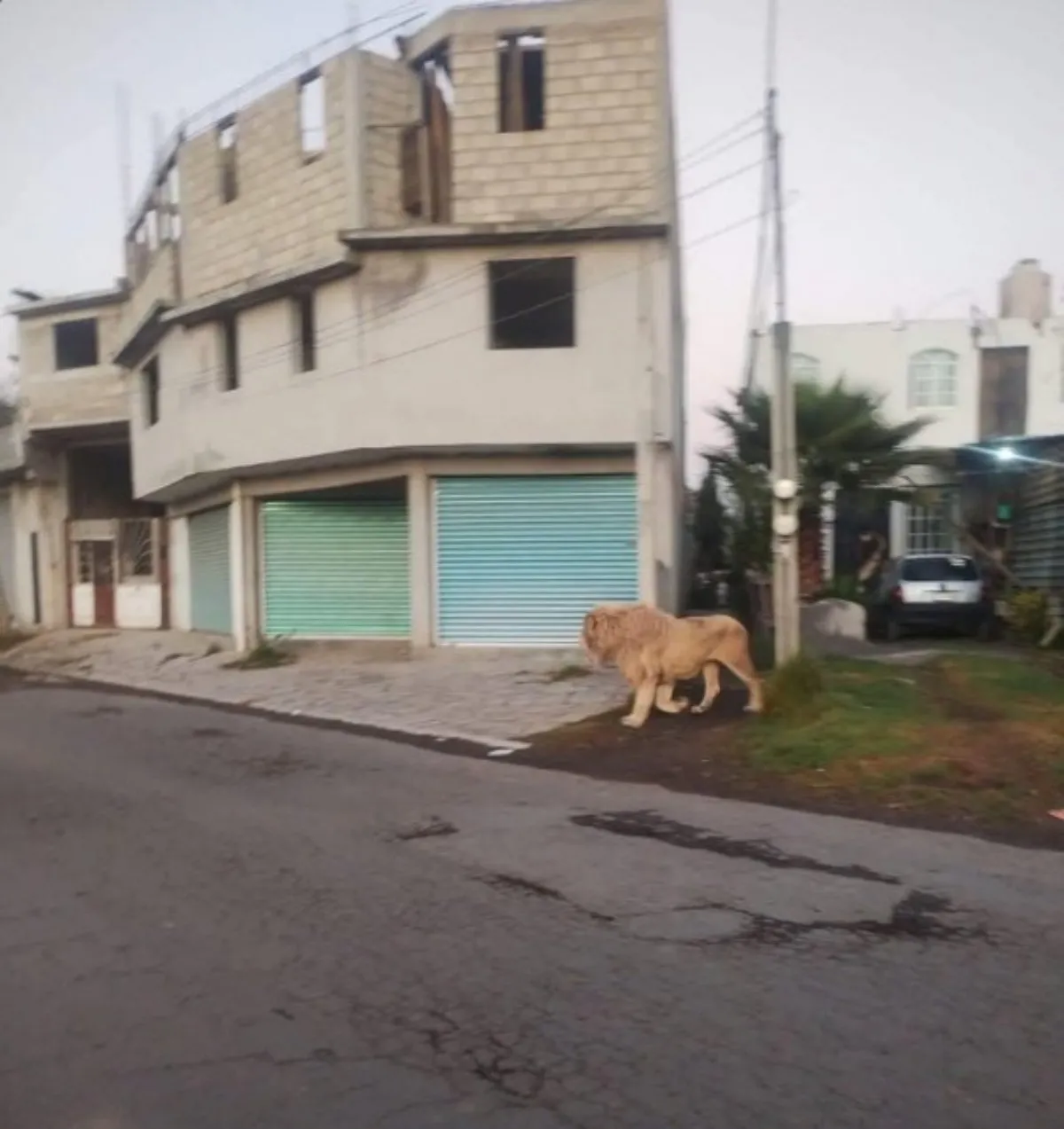 León deambula libremente por calles de Ocoyoacac; cuidador lo regresa a su domicilio (Video)