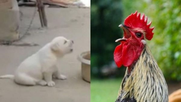 Lomito se crió con gallos y aprende a cacarear, VIDEO