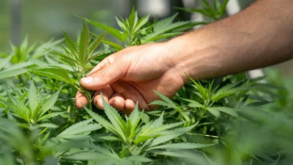 ¿Un paso a la legalización?