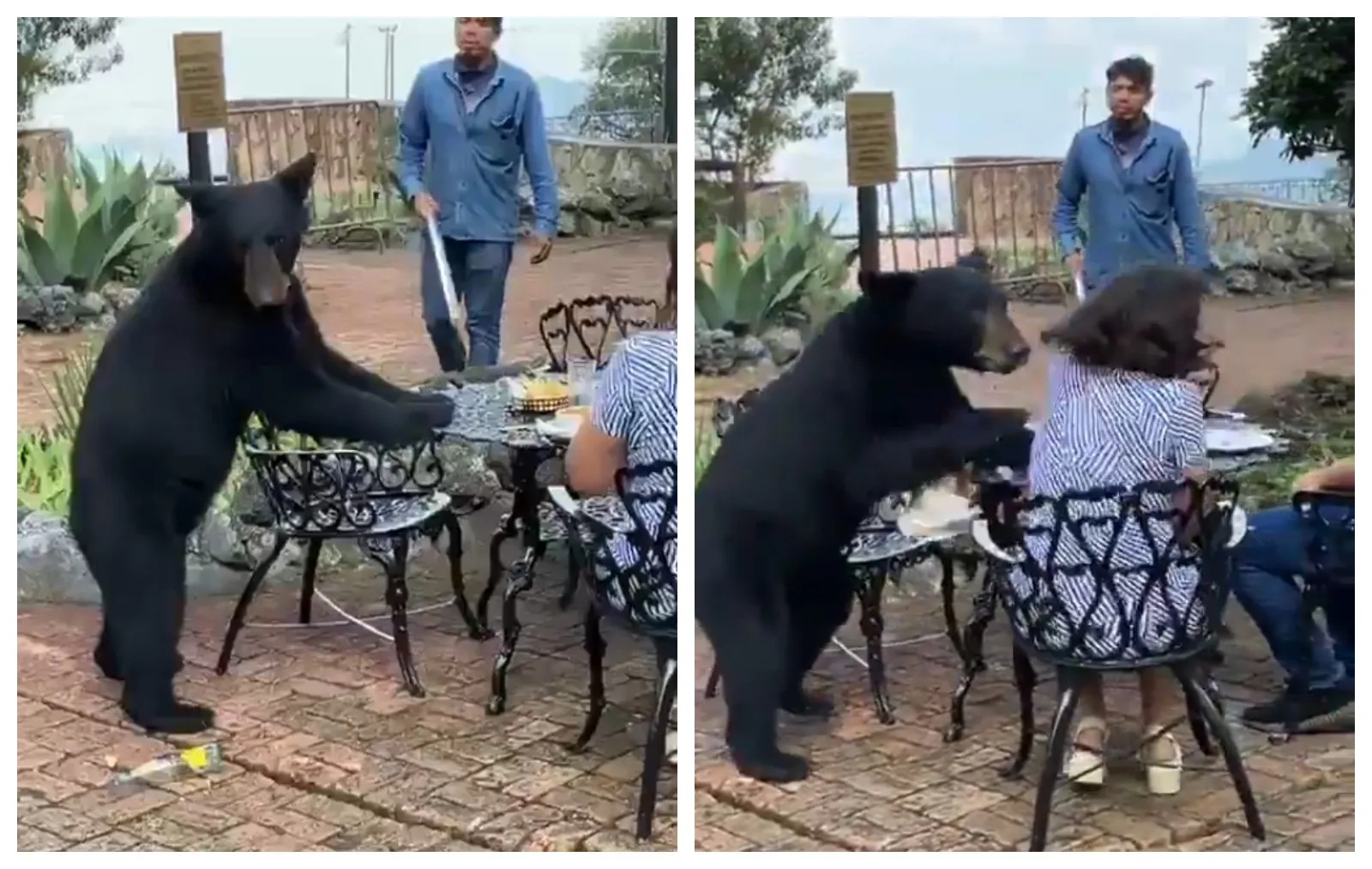 Oso ataca a una mujer en el Parque Ecológico de Chipinque, en Nuevo León (Video)