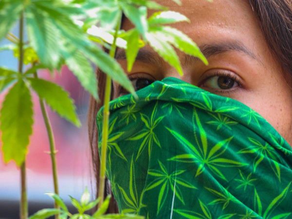 SCJN despenaliza uso lúdico de marihuana