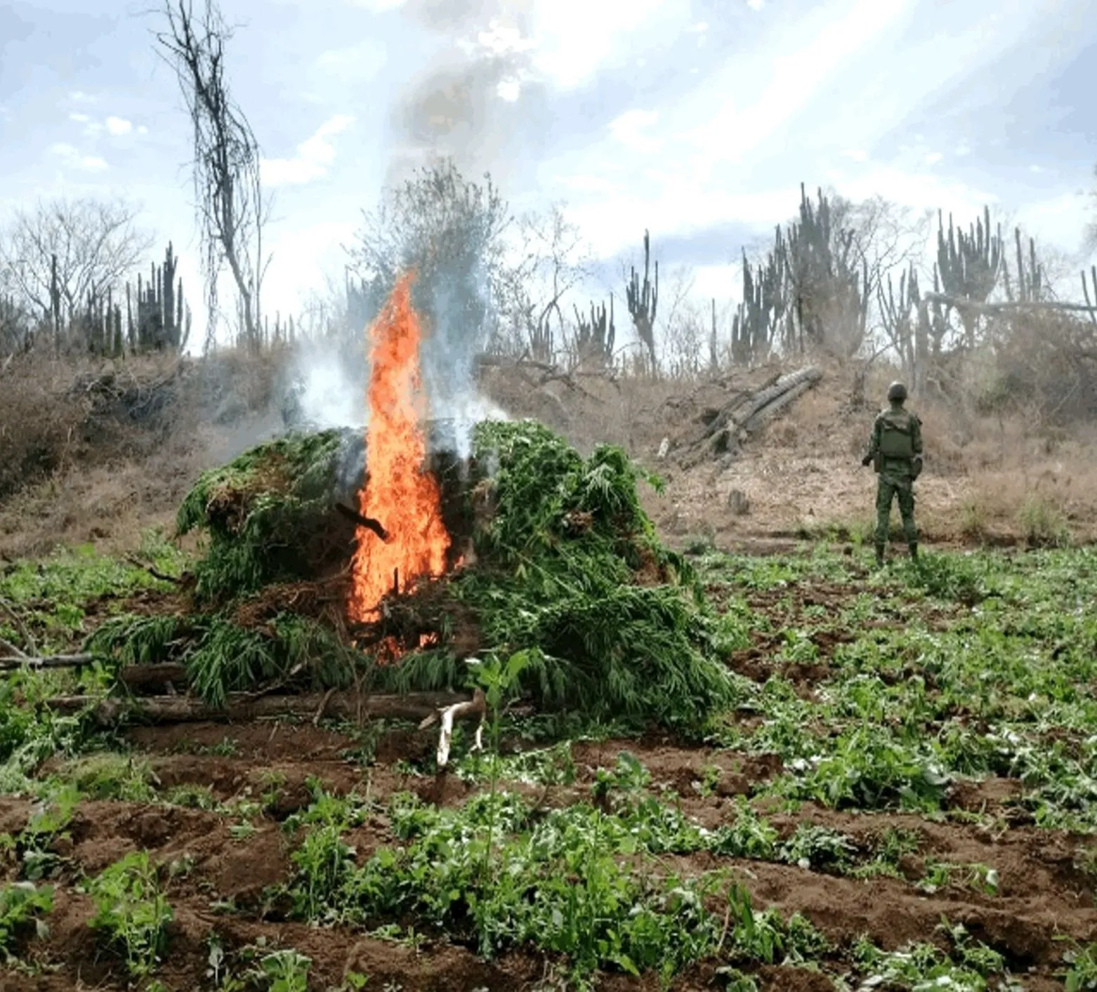 Ejército Mexicano destruye plantíos de mariguana Sinaloa, Chihuahua, Durango y Guerrero