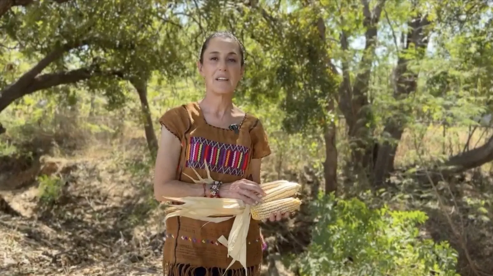 “Sin maíz no hay país”: Sheinbaum celebra iniciativa contra grano transgénico