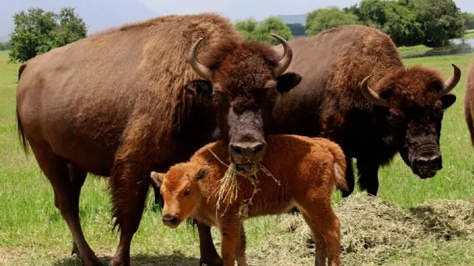 Bisontes americanos resisten la extinción en Monterrey